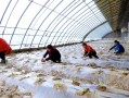 惠生物科技 强化龙头企业带动作用 莱西新增5家市级农业产业化重点龙头企业