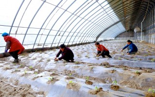 惠生物科技 强化龙头企业带动作用 莱西新增5家市级农业产业化重点龙头企业