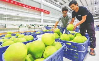 柚子科技农场 澄迈：科技小院“智”惠农业